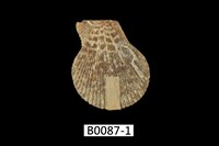 藏品(白線海扇蛤)的圖片